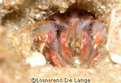 Hidey hole by Louwrens De Lange 